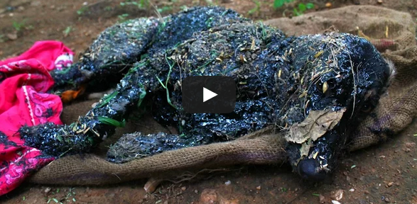 Heart Wretching, Dying Dog is Given a New Lease on Life.