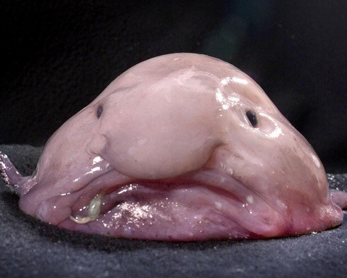 10 of The Most Disgusting Animals You’ve Ever Seen