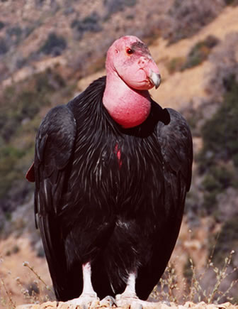 california_condor