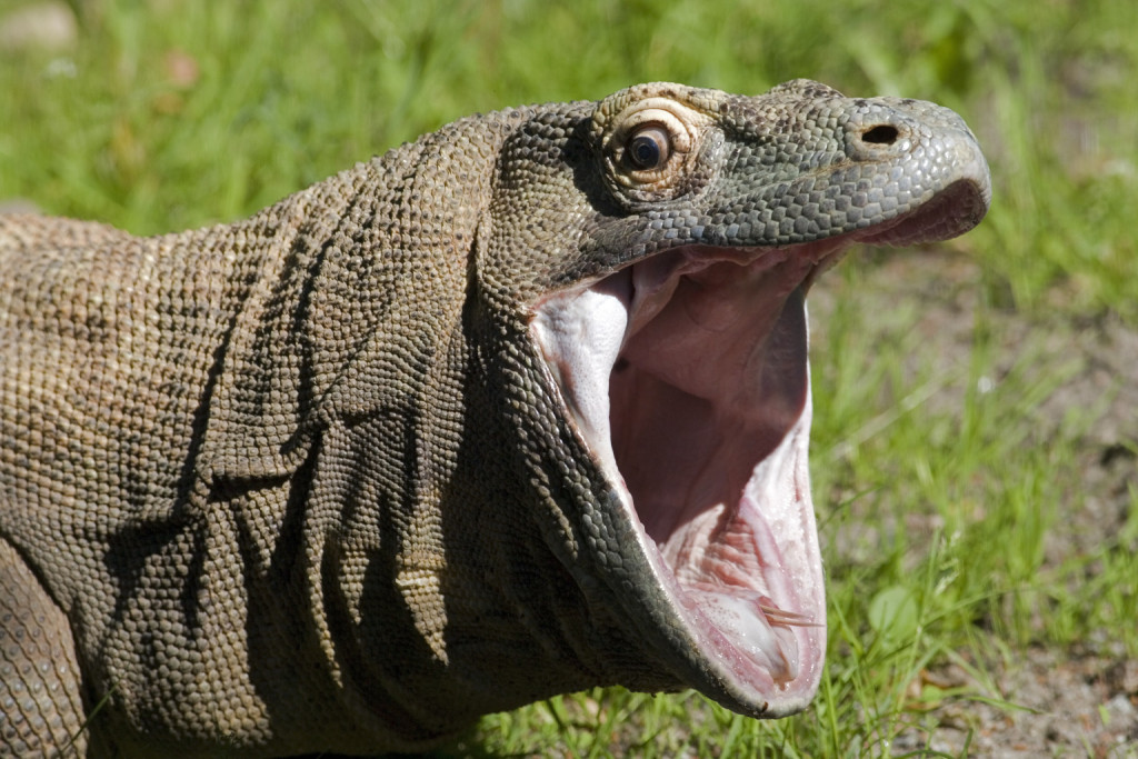 o-KOMODO-DRAGON-BACTERIA-facebook