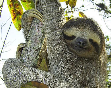 sloth