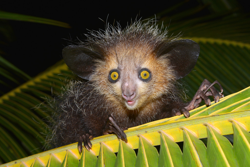 Aye-aye (Daubentonia madagascariensis) on a palm frond, Masoala Peninsula, Madagascar, Africa