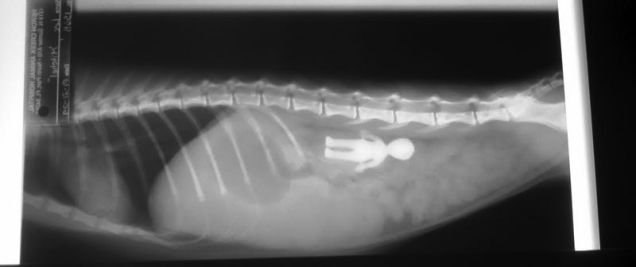 You Will NOT Believe What This Dog Swallowed.