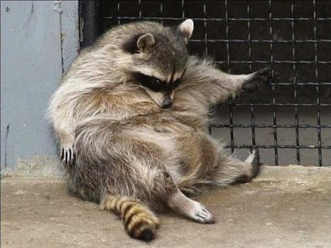 This Raccoon’s Gone Viral