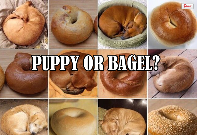 Puppy or Bagel?